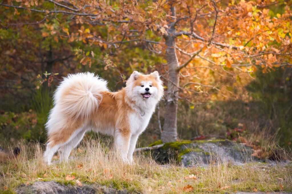 Akita Inu in een herfstig bos