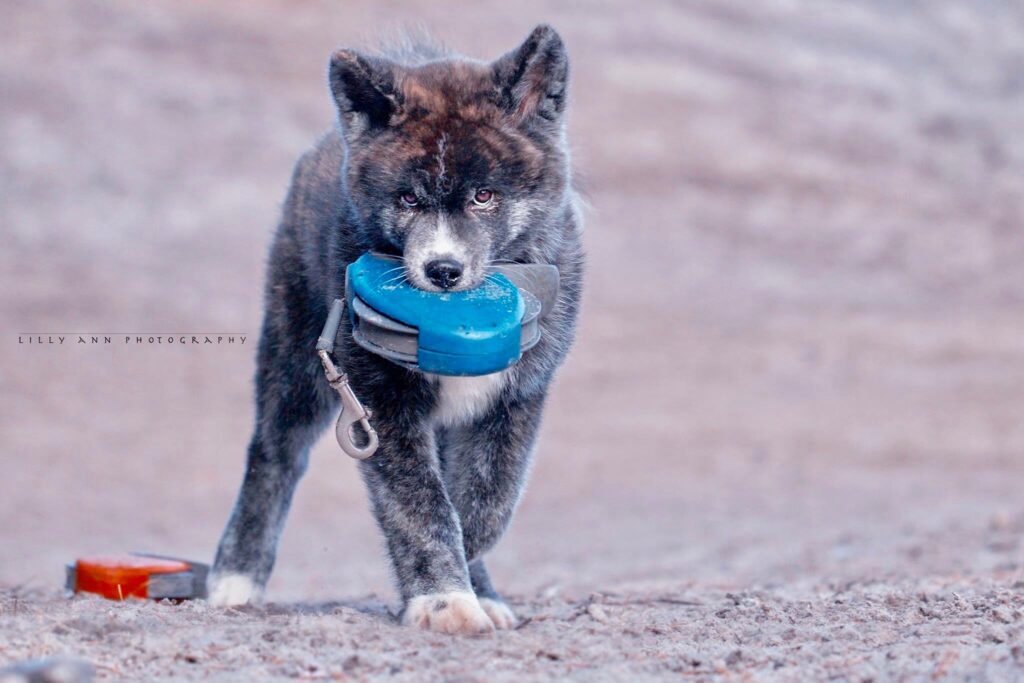 Akita Inu draagt zijn eigen voerbak