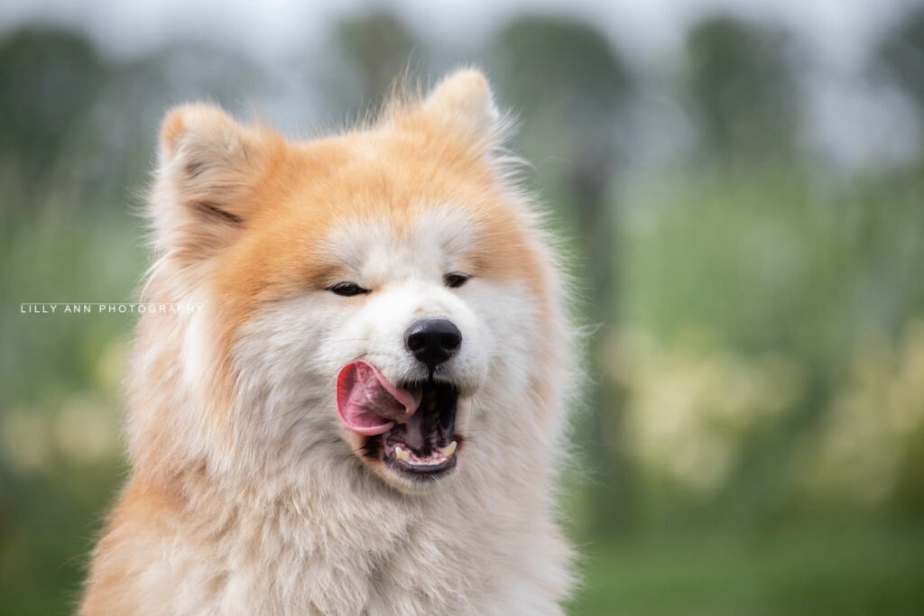 Akita Inu likt langs zijn neus