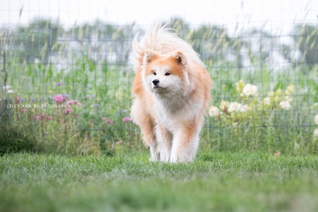 Akita Inu rent door de tuin