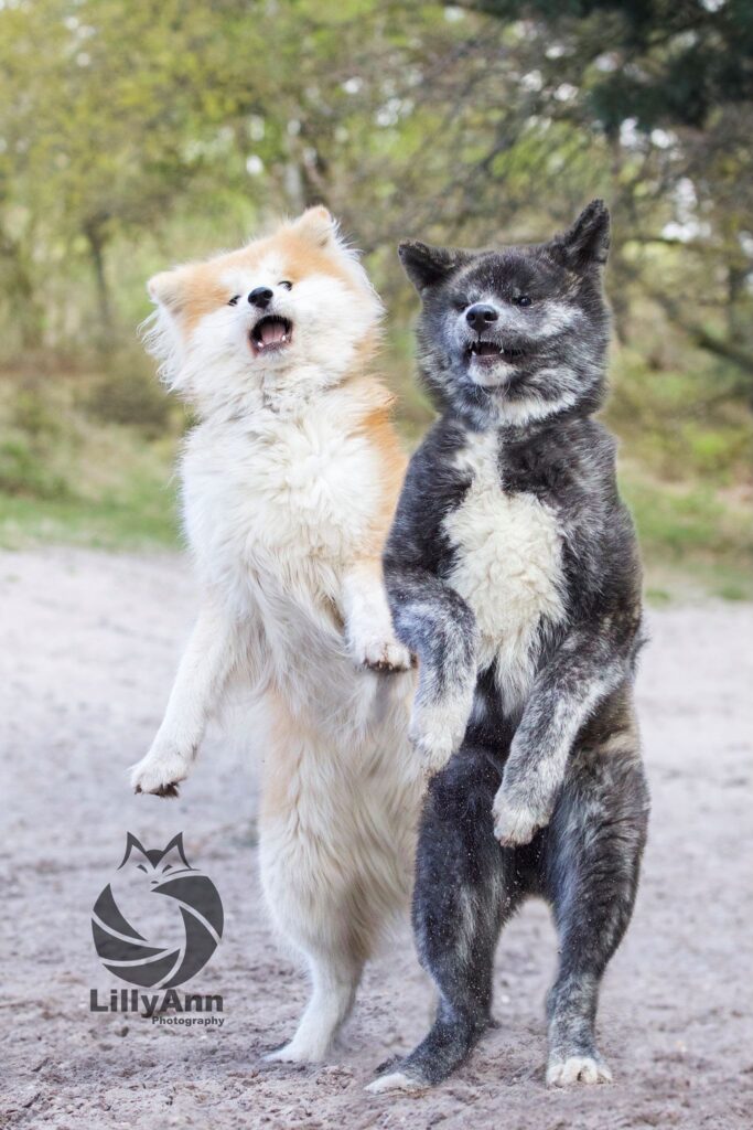 Twee Akita Inu's spelen staand op hun achterpoten