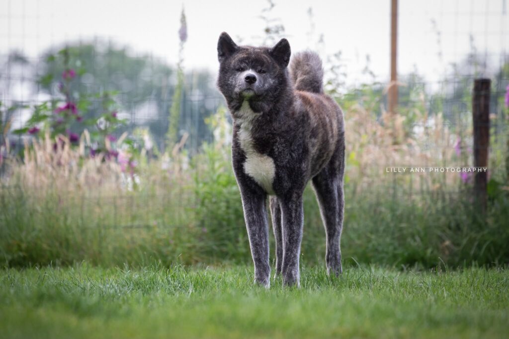 Akita Inu met gestroomde vacht in het gras