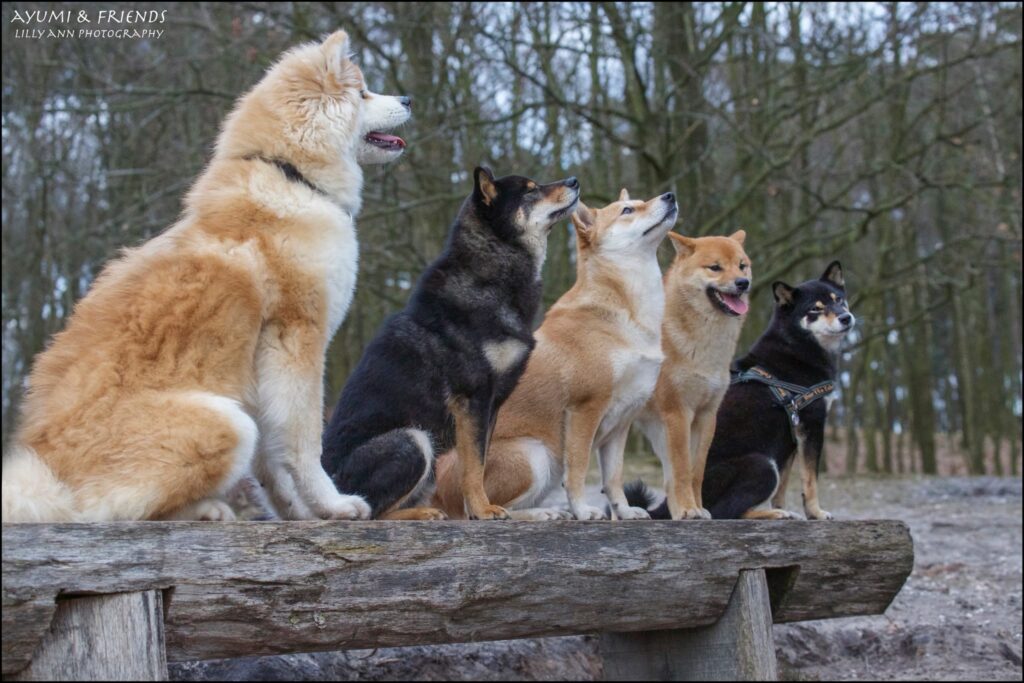 Vier Shiba Inu's naast een Akita Inu op een boomstam