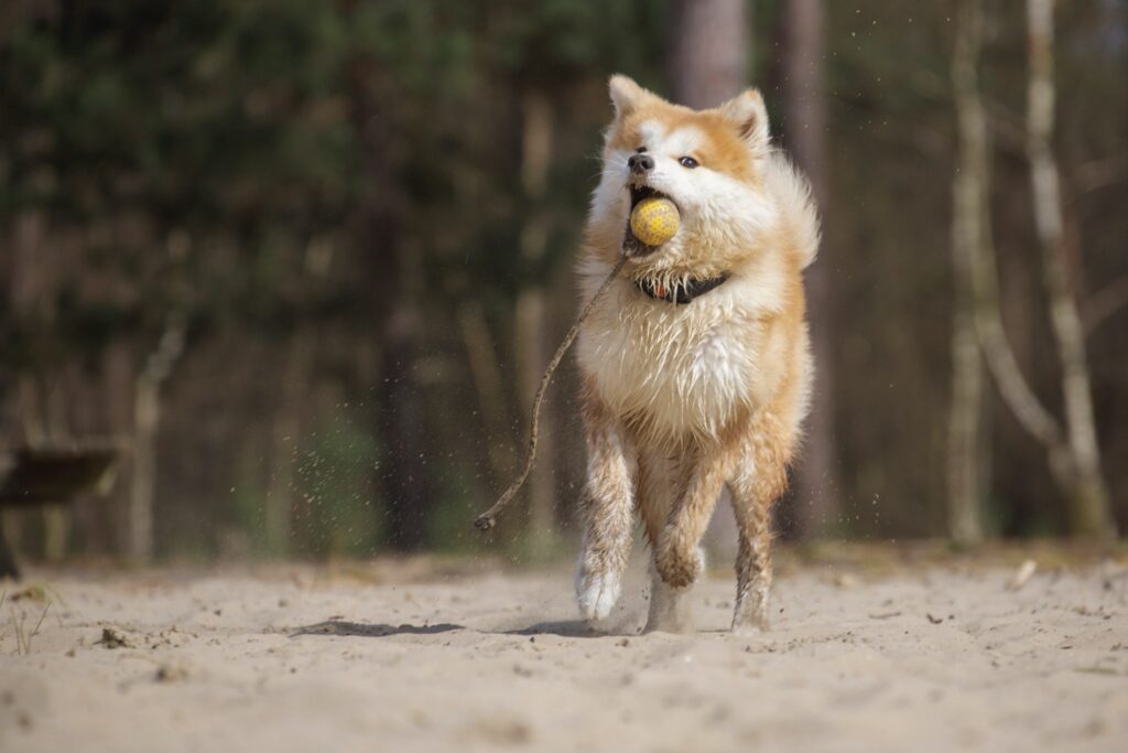 Akita Inu rent met een bal in zijn bek