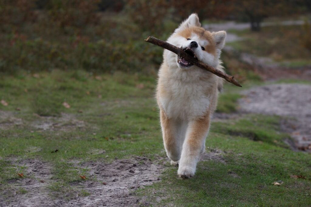 Akita Inu rent met een tak in zijn bek