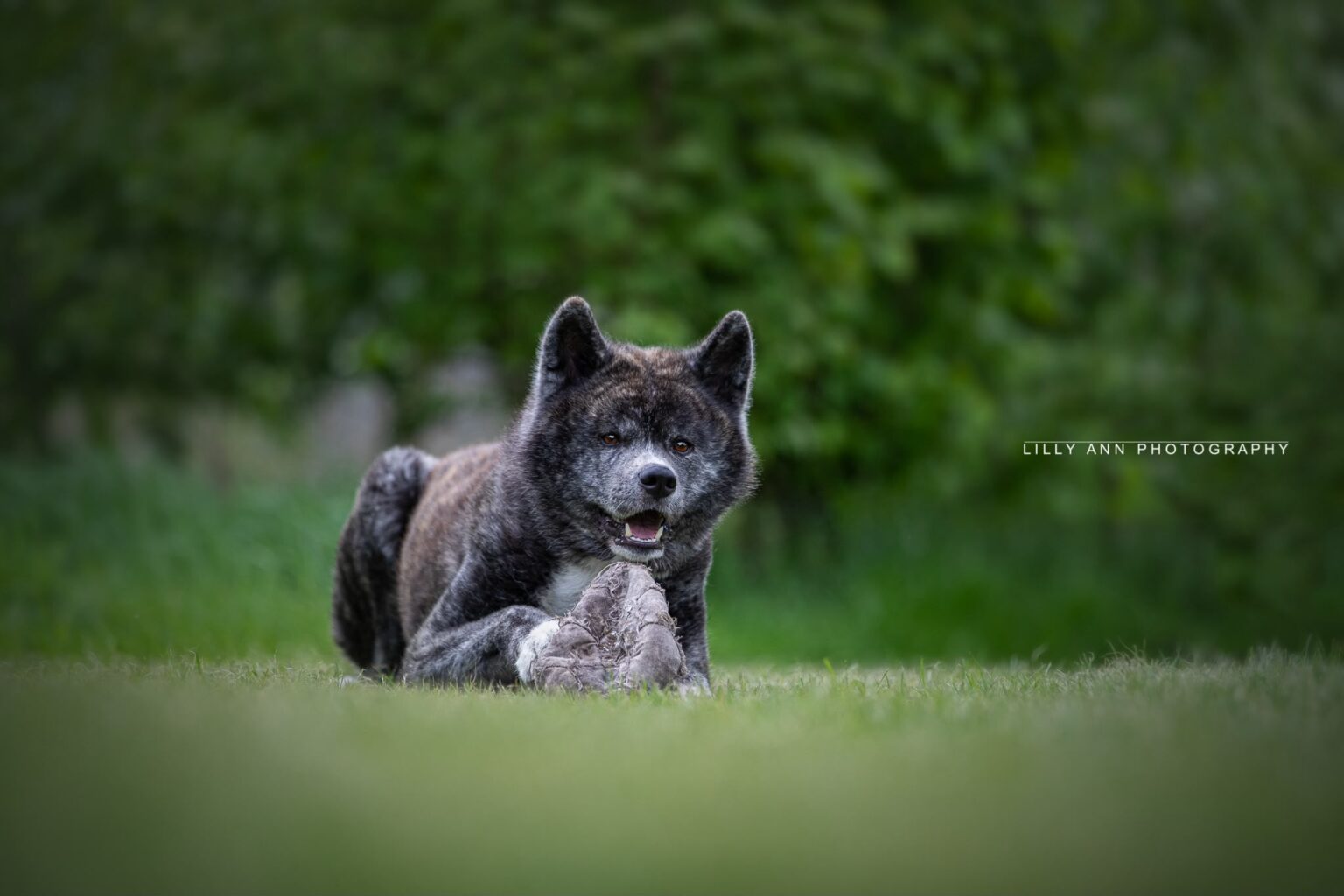 Akita Inu met gestroomde vacht ligt in het gras