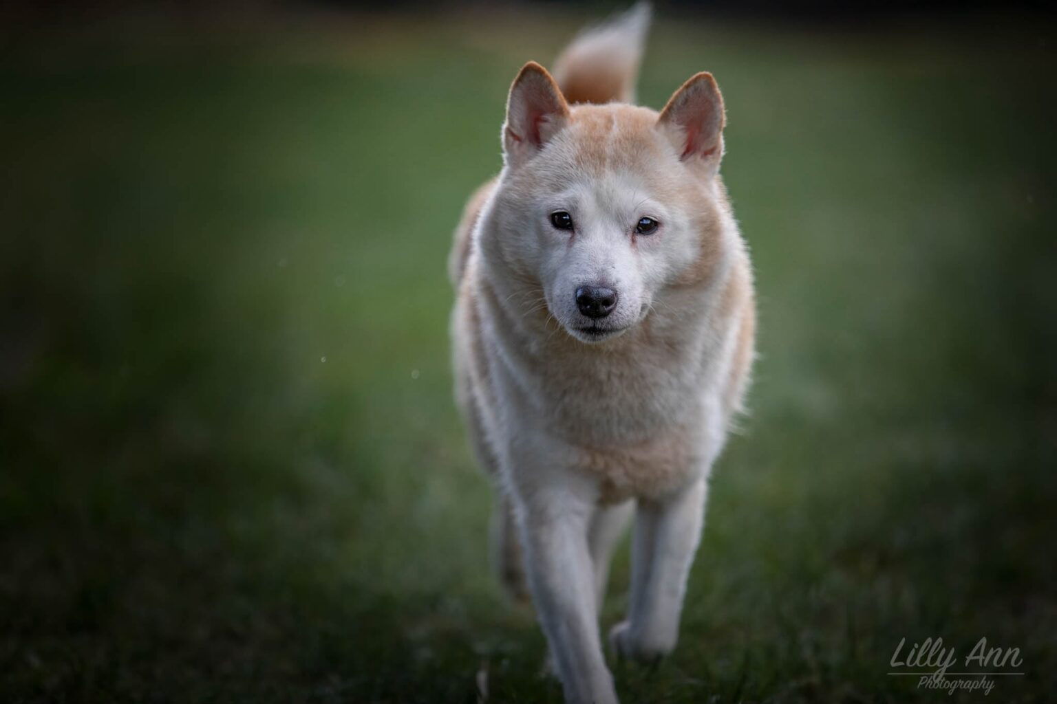 Akita Inu rent recht op de camera af