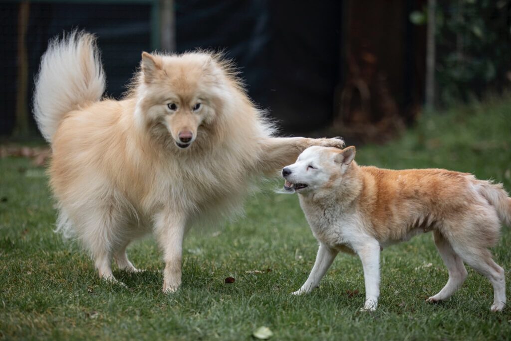 Twee Akita Inu's naast elkaar in de tuin