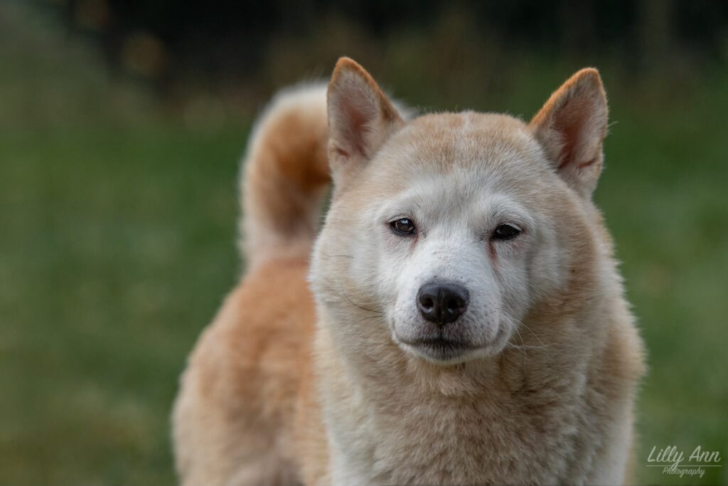 Portret van een Akita Inu