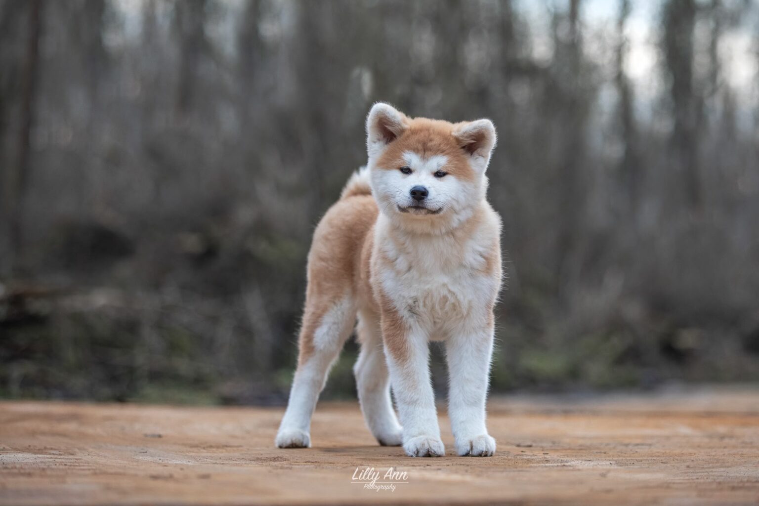Jonge Akita Inu op een bospad