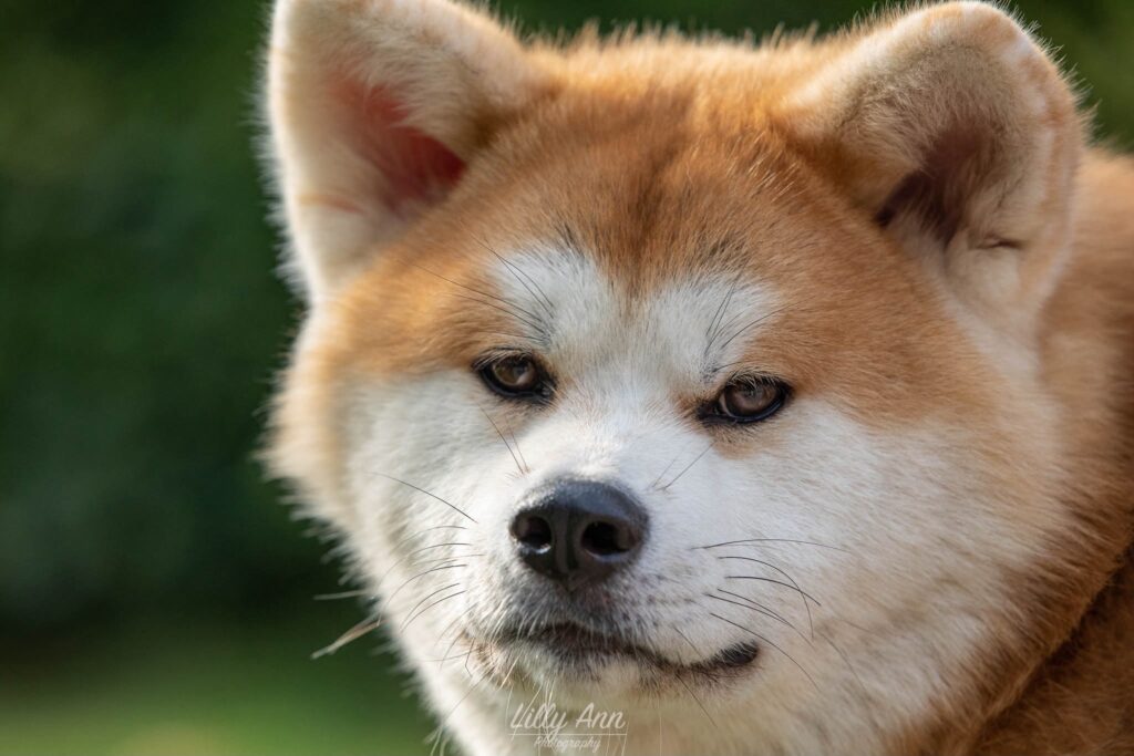 Kop van een Akita Inu van dichtbij