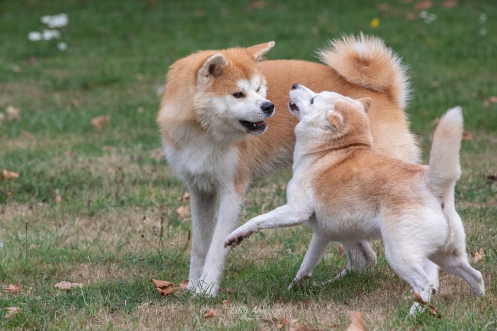 Twee Akita Inu's spelen samen in het gras