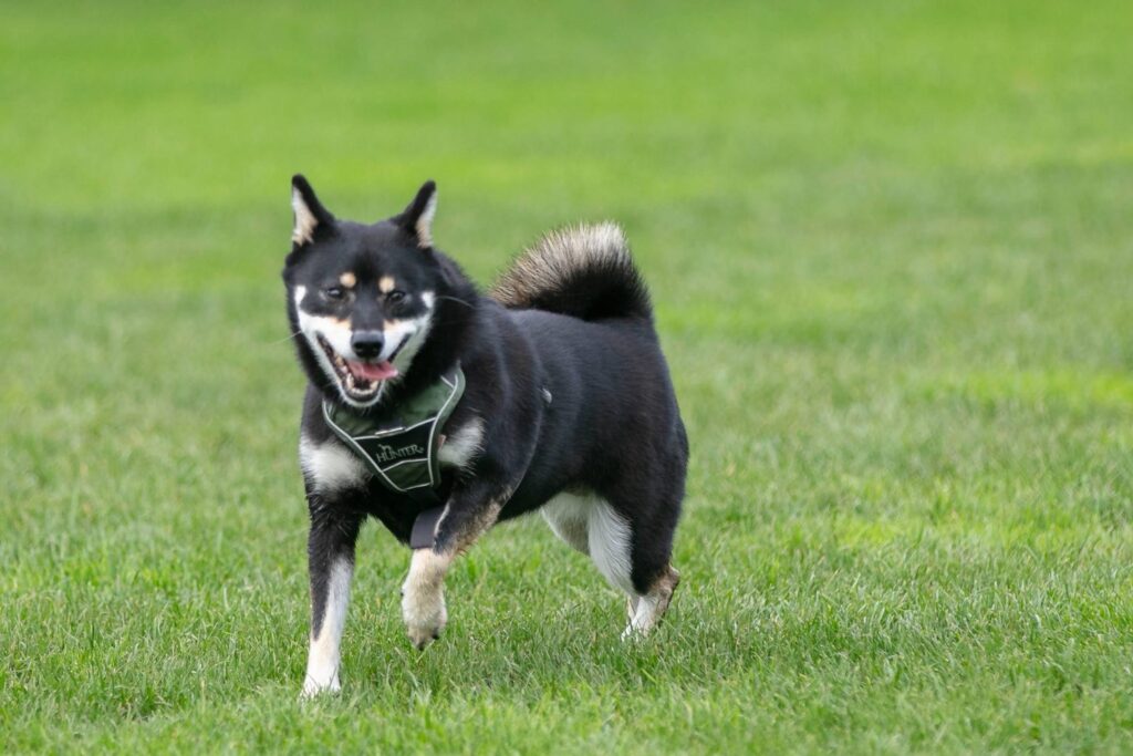 Zwarte Shiba Inu rent lachend over het gras