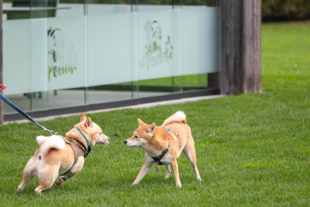 Twee Shiba Inu's spelen samen op het gras
