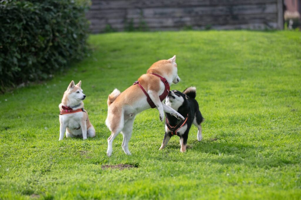 Drie Shiba Inu's spelen samen op het gras