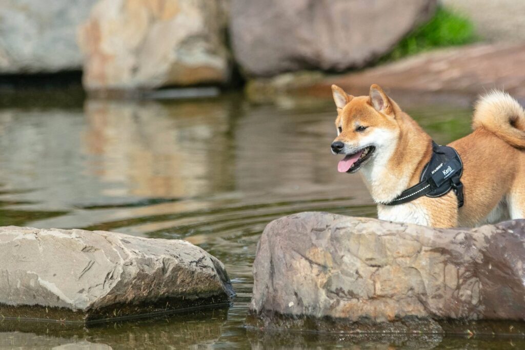 Shiba Inu staat lachend op een steen in de vijver