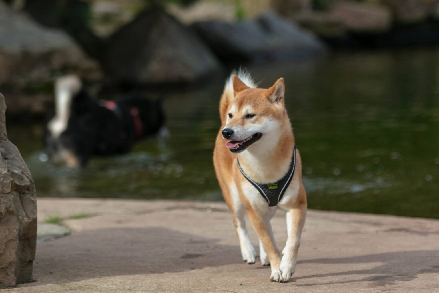 Vrolijke Shiba Inu loopt langs de vijver