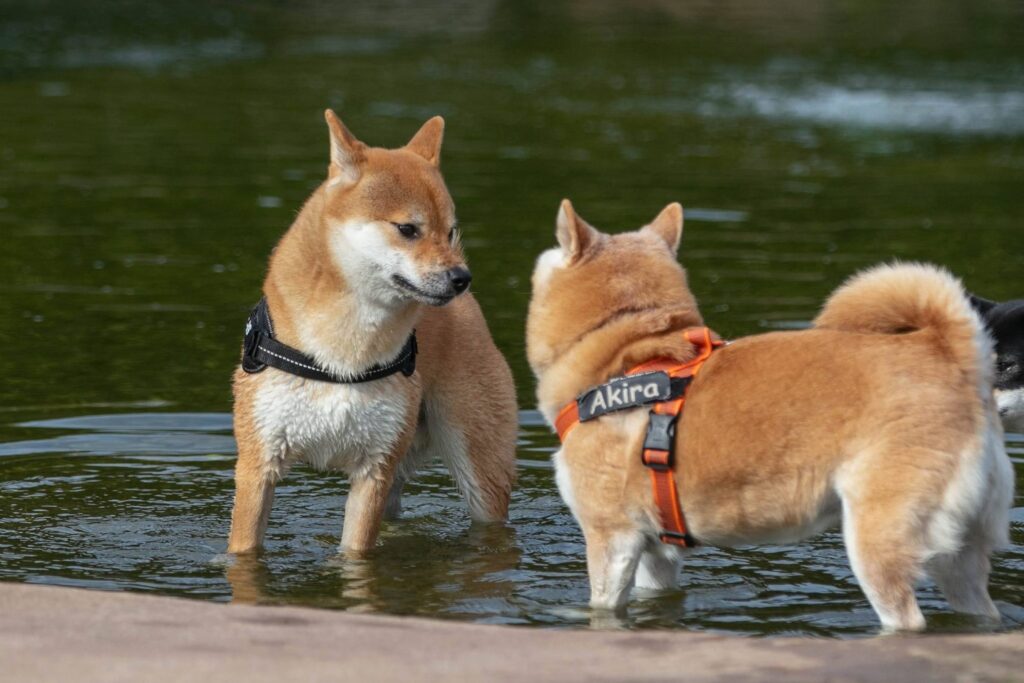 Twee Shiba Inu's staan samen in het water