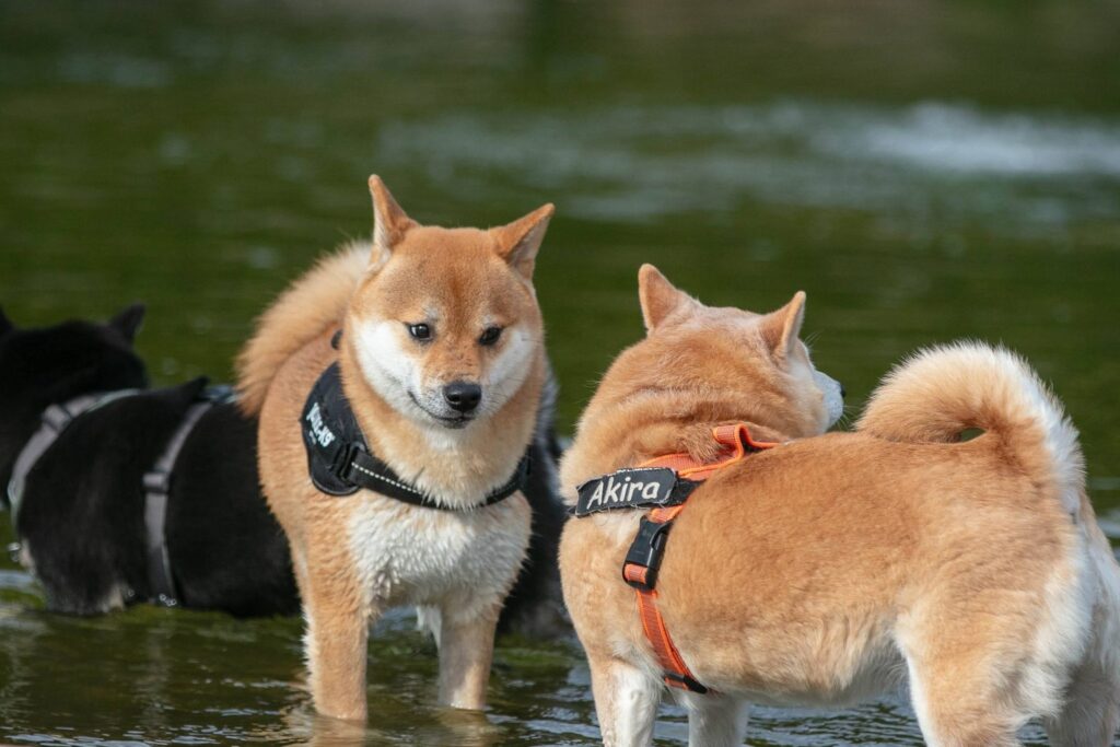 Drie Shiba Inu's staan samen in het water