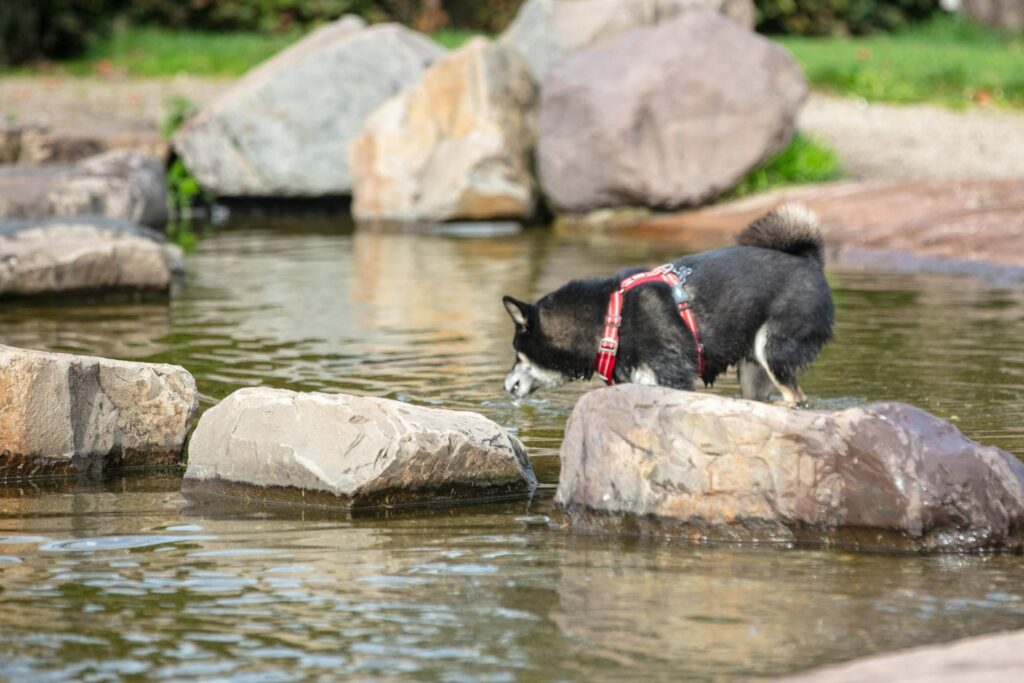 Zwarte Shiba Inu snuffelt vanaf een steen aan het water