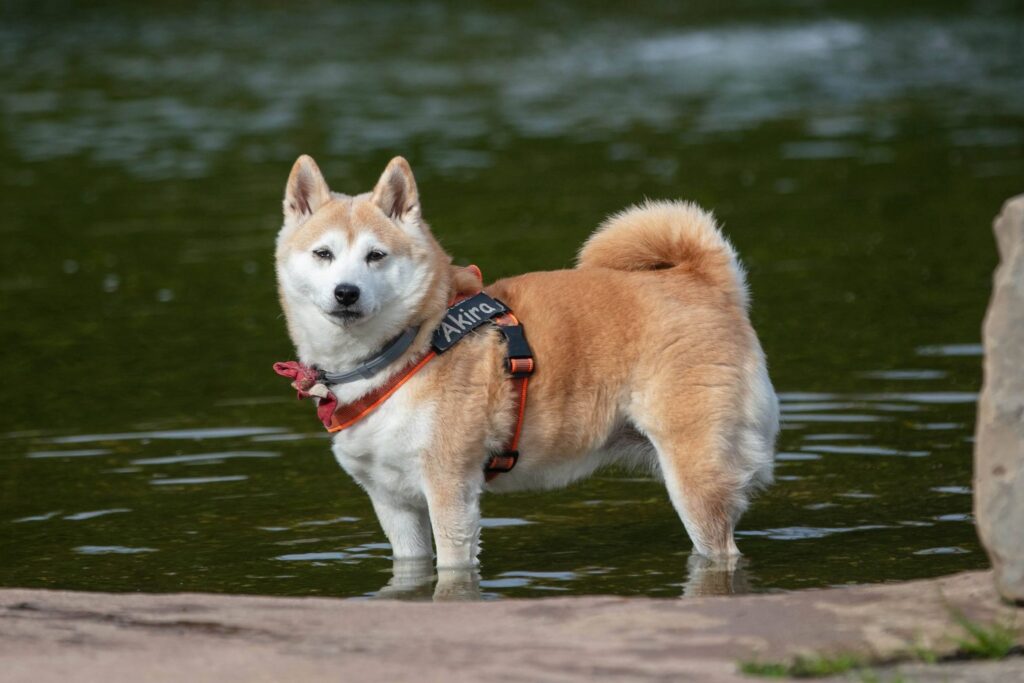 Rood-witte Shiba Inu staat in het water