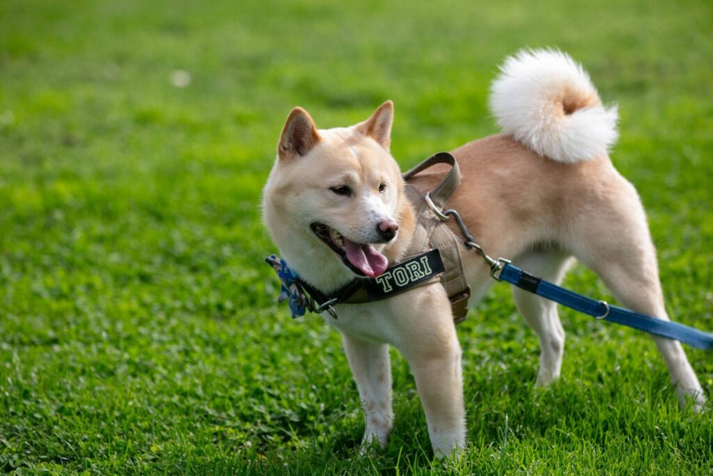 Crèmekleurige Shiba Inu lacht in het gras