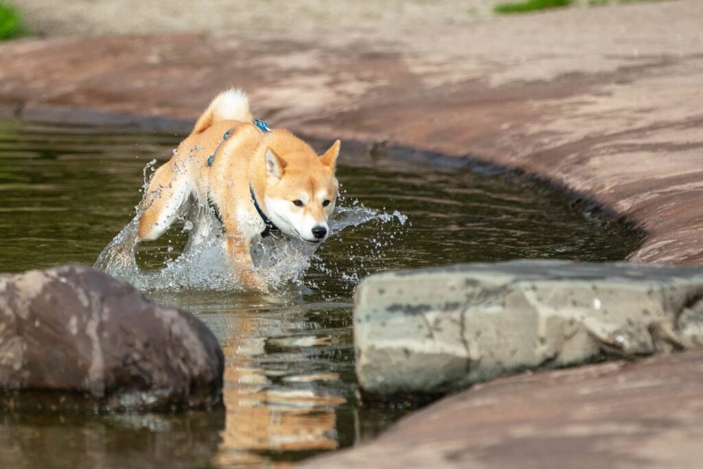 Shiba Inu spettert door het water van de vijver