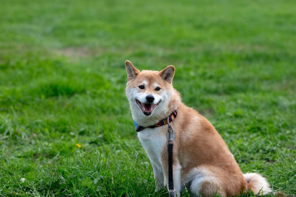 Lachende Shiba Inu zit in het gras