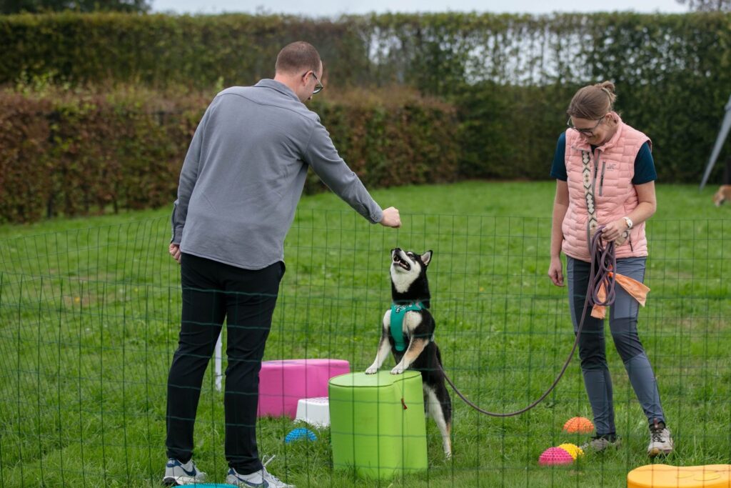 Shiba Inu staat met zijn voorpoten op een balansobject