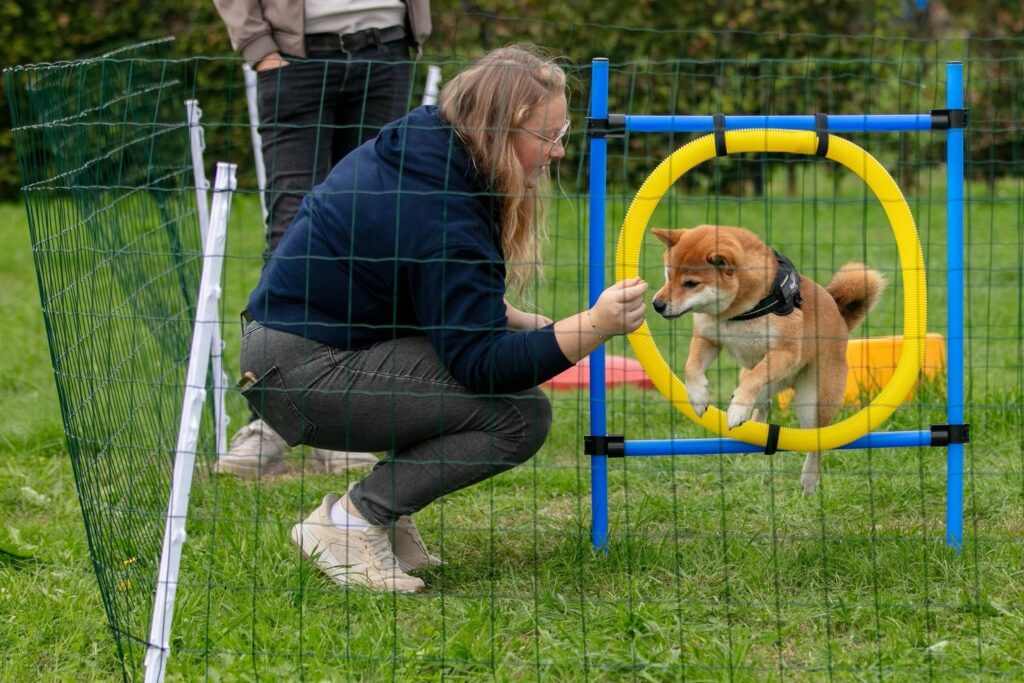 Shiba Inu springt door een hoepel op het agilityparcours