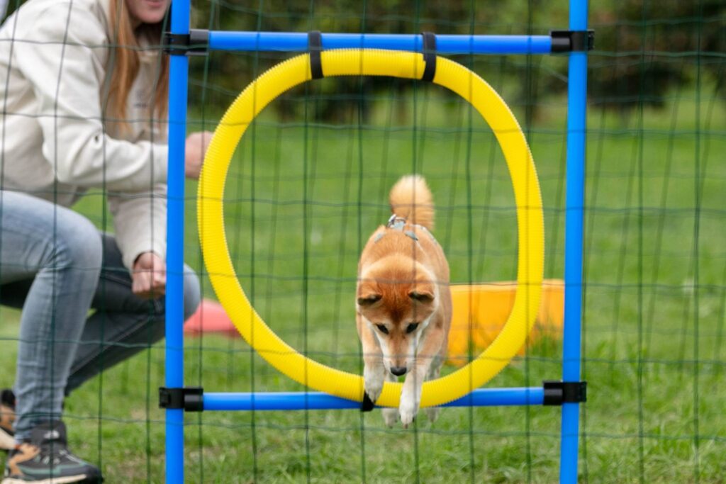 Shiba Inu springt door een hoepel op het behendigheidsparcours