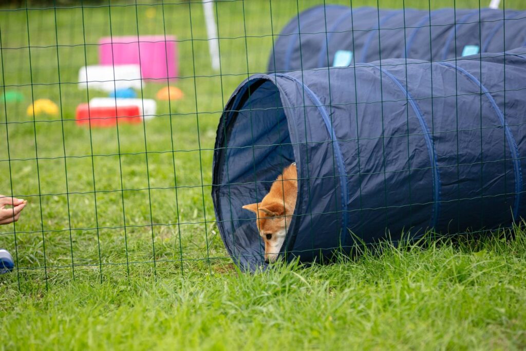 Shiba Inu kruipt uit een tunnel