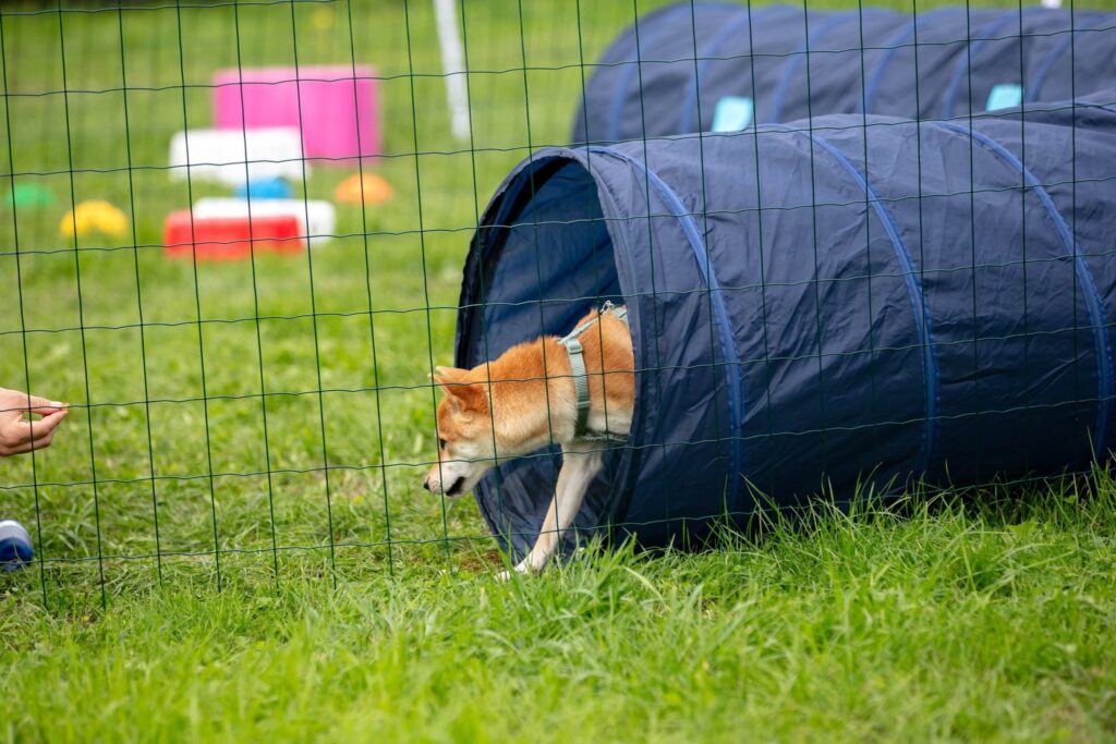 Shiba Inu kruipt uit een agilitytunnel