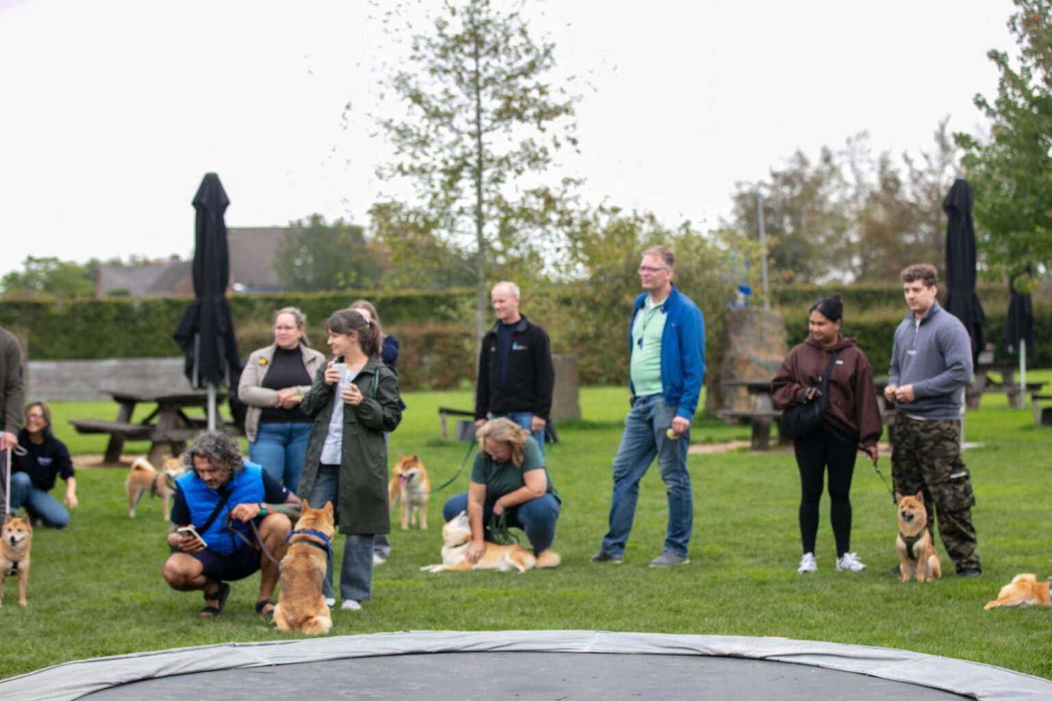 Deelnemers met hun Shiba Inu's op een rij tijdens een evenement