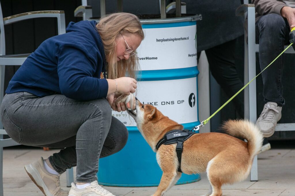 Deelnemer begroet een Shiba Inu op het terras
