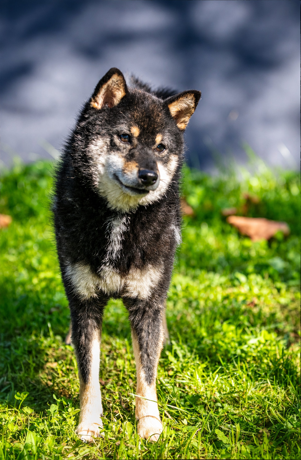 Black & tan Shiba Inu staat in het zonnige gras